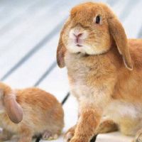 1999年，一只兔子男性生活2022财富23岁小兔男2022月财年详细