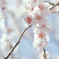 比较招财的猪场名字 精选猪场企业取名大全