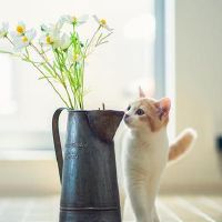 它看起来非常好,四个大星座非常好。