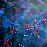 男人的黄道带鸡2019年八档