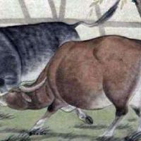 女性生活是2019年的牛，爱情如何？