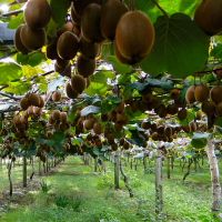 内部播放中的3个星座，所有这些都是桌子中的不同的迷彩机