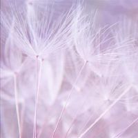 四人可以让童贞愿意服务，每个人都是理想的处女类型