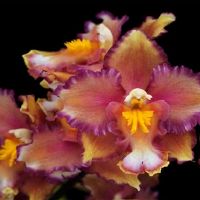 有一种狂野的心，我不想生活在人们的星座中。