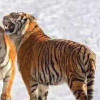 在第74期，老虎和男人的生活[74年的老虎女]