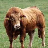 1997年，牛2022被运送，1997年该人是2022年。