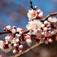 风水中的餐厅厨房应当如何布置？