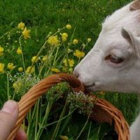 杨在2023年是为了实现2023年的峰值绵羊太老了。