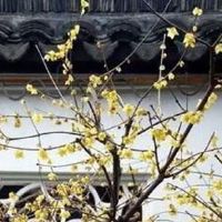 2022年属鼠人5月爱情运势好吗 本月感情运好吗
