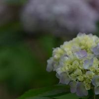 Life-owned rich zodiac girls are not worried forever