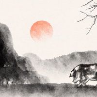 在2022年分析了71岁的51岁的猪人，业务运作如何？