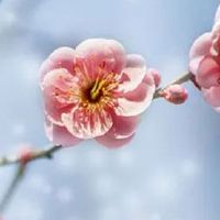 2022年5月生肖属猪买房吉利吗 生肖猪住房吉利楼层