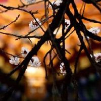 正印格是特殊格局 正印适合绝处逢生