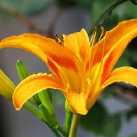 我爱上了它,但我总是有四个大星座,敢于承认。