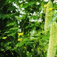 最有可能“软”,总是考虑别人,将不满留给自己