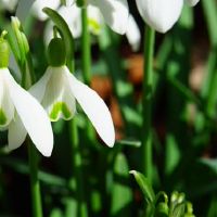 腹部有三大星座,人才羡慕。