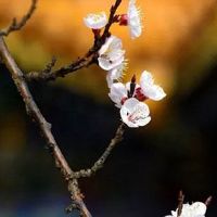 八字无印就是最大的印 他日必成大器