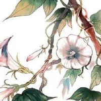 2022年8月1日出生属虎男宝宝五行缺什么,是什么命