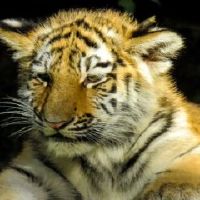 属虎2022年有很高兴压身