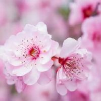 家中什么会毁坏桃花运程