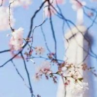 86属虎未来5年运势走向 猪虎六合猪年行大运