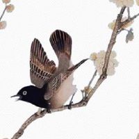 74年虎2022年运势如何 摆放聚宝盆可集财