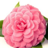 家具网店取名字大全 旺店高级时尚名字