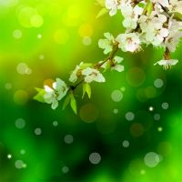 阳台养月季花对家中风水好吗