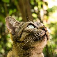 猫咪名字可爱洋气招财,洋气十足惹人爱