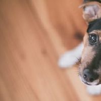 女92猴94狗结婚怎么样